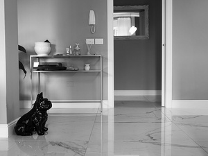 alt=il cane della sposa attente davanti alla porta 